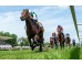 Carrera: P.Premier Galop Monta: R.Sousa Caballo: Rojiblanco
